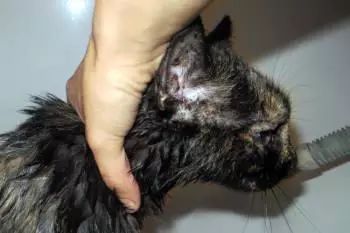 宠物猫洗澡多少钱