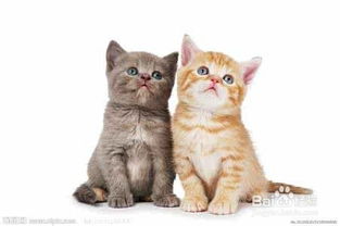宠物猫不爱让人抱怎么办