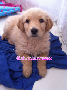 金毛犬多少钱一只幼崽