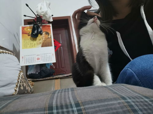 怎么与宠物猫合照