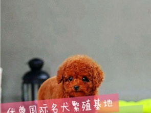 帮选宠物狗泰迪怎么选的