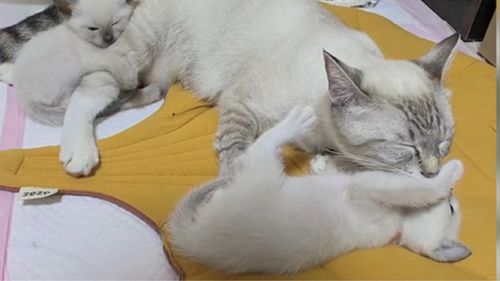 宠物猫果冻小鸡怎么喂养