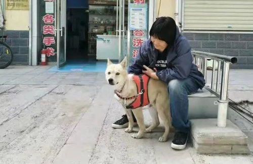 给小宠物狗建房子怎么建