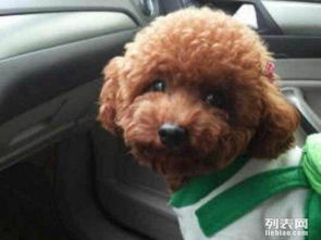 小的宠物狗泰迪怎么喂养