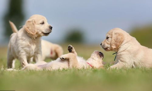 大型犬幼犬喂多少
