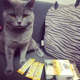 宠物猫拉稀怎么调理好