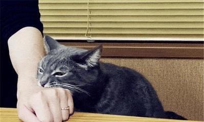 怎么避免宠物猫抓伤人