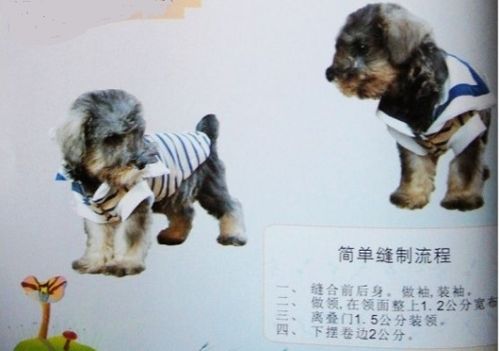 宠物狗泰迪衣服怎么做