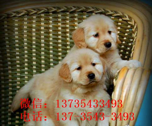 宠物狗好养吗怎么养的活