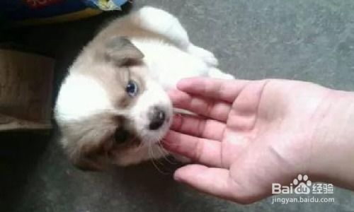 被宠物狗给舔了怎么办