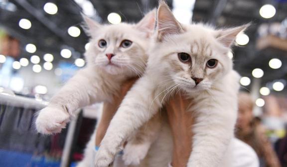 带宠物猫怎么回家