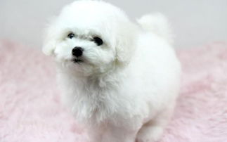 深圳比熊犬多少钱