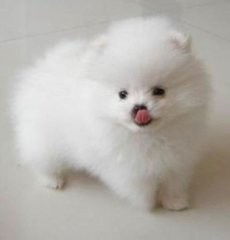 宠物狗小型犬怎么分公母