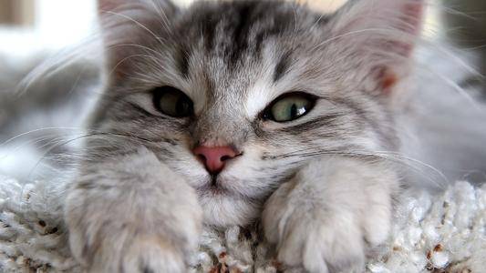 宠物猫不搭理人会怎么样