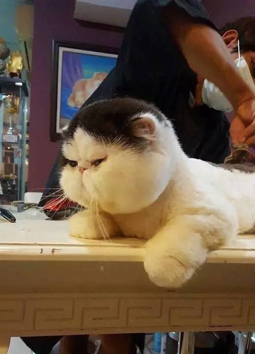宠物猫的脸特别大怎么办