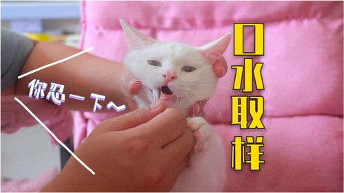 宠物猫怎么亲子鉴定