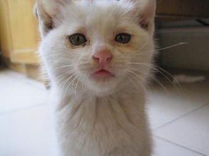 火车上怎么携带宠物猫