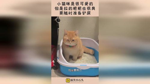 宠物猫的粑粑很臭怎么办