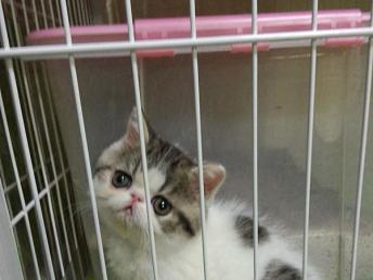 精品宠物猫店怎么开店