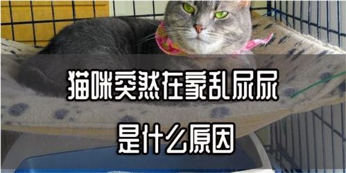 宠物猫总是乱尿怎么办啊