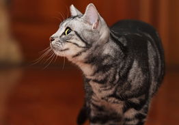 怎么训练宠物猫