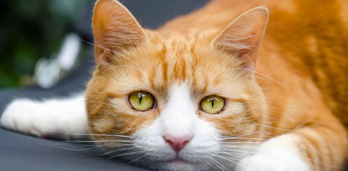 怎么找宠物猫