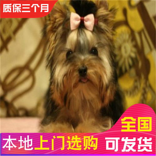 宠物狗约克夏怎么样养