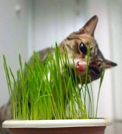 宠物猫草零食怎么吃的