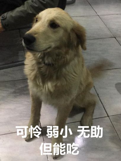 金毛犬一顿吃多少