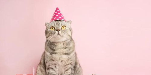 宠物猫生日画怎么画