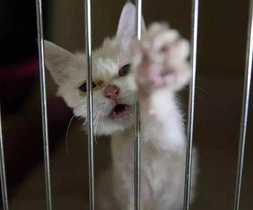 宠物猫没了怎么处理