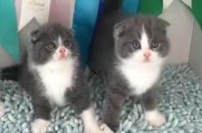 怎么把宠物猫快递到苏州