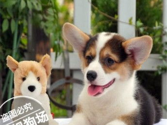 想买宠物狗柯基犬怎么买
