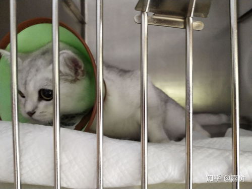 小猫绝育手术多少钱