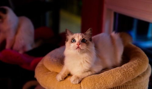 怎么评价小区宠物猫狗狗