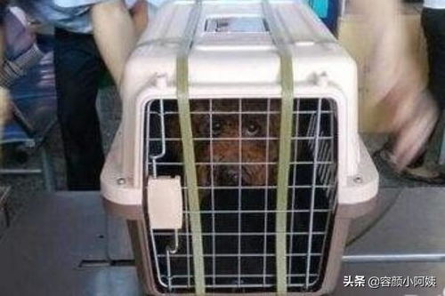 宠物猫怎么托运比较便宜