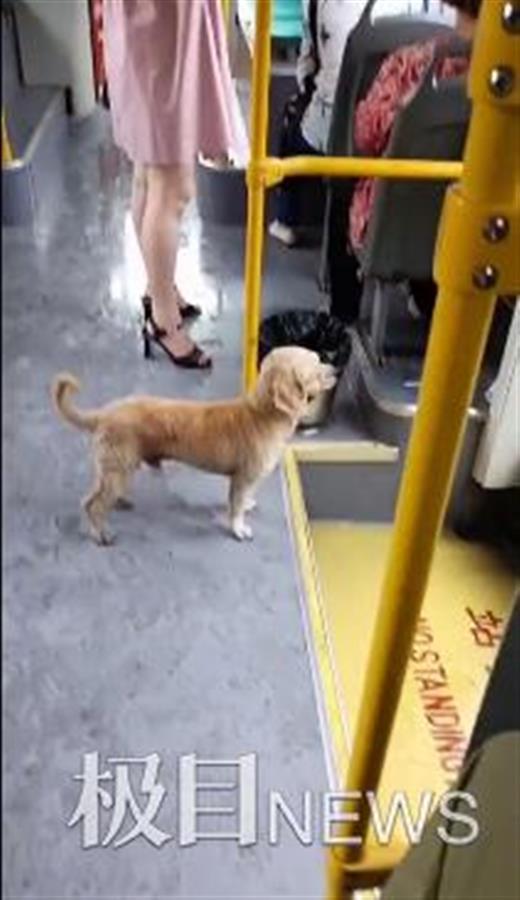 怎么带宠物狗坐公交车呢