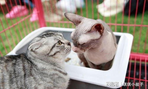 怎么同城配送宠物猫狗狗