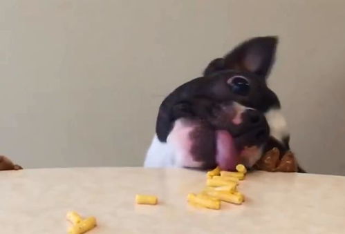 零食诱惑宠物狗怎么办啊