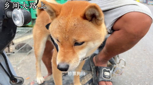 想卖个宠物狗怎么卖出去