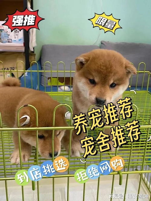 宠物猫狗怎么卖掉