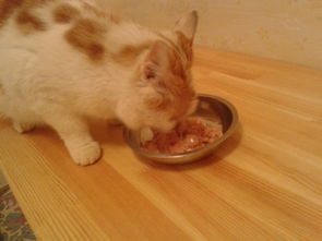宠物猫吃鸡胸肉怎么做