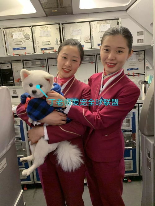 飞机上怎么样带小宠物狗