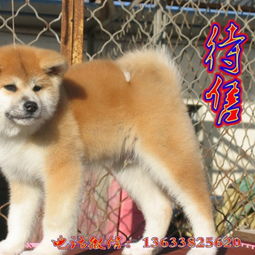 宠物狗怎么能卖出去