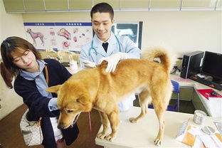 狗狗打芯片多少钱