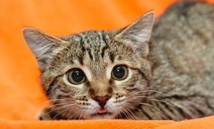 宠物猫怎么练胆子小点