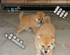 柴犬在日本卖多少钱