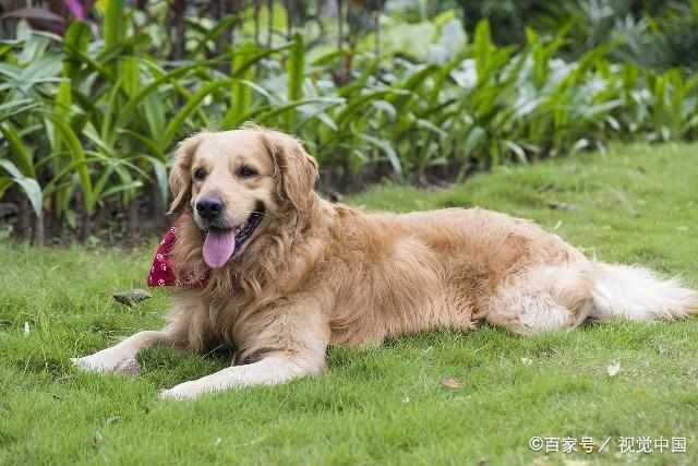 宠物狗不听话怎么养它的