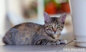 怎么称呼家养宠物猫的人
