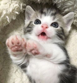 宠物猫幼猫怎么喂食好呢